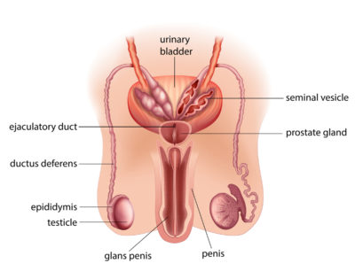Male Reproductive System | Loma Linda University, CA