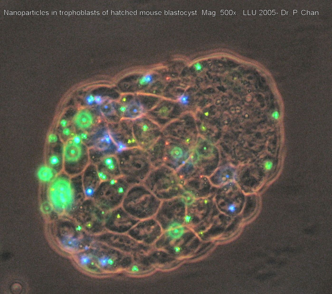 Menstrual Cycle Explained  Loma Linda University Fertility