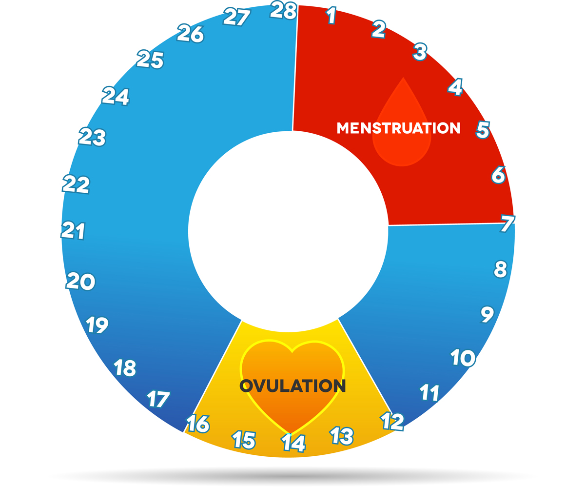 How to tell when a woman is fertile: Ovulation chart | Menstruation chart