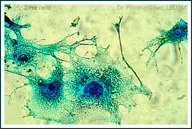 Fertility Research LLU Fertility