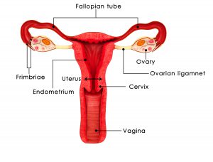 Illustration of the female reproductive system where blocked fallopian tubes can occur | Loma Linda University Center for Fertility