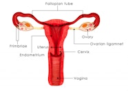 Write The Function Of Following Parts In Human Female Reproduction 